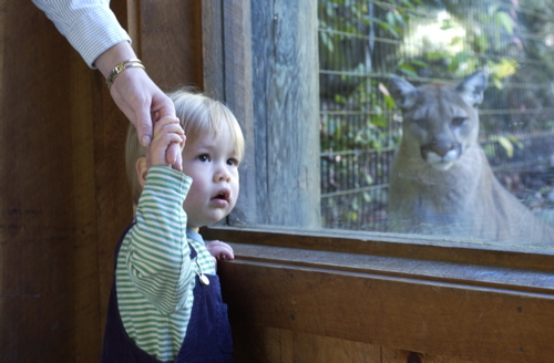 Boy up close with mountain lion.